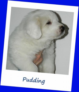 pudding-1--550x640-.jpg