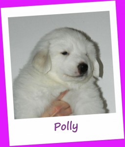 polly-1--546x640-.jpg