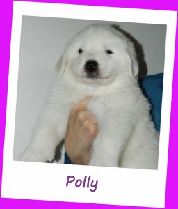 polly--546x640-.jpg