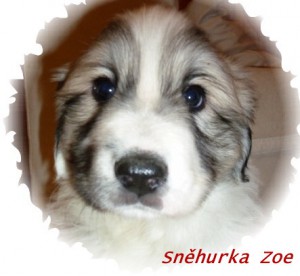 snehurka-zoe--480x640-a.jpg