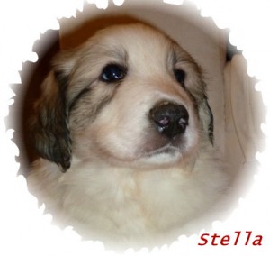 stella--475x640-a.jpg