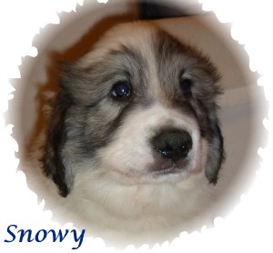 snowy-a.jpg